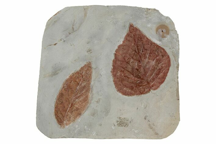 Two Fossil Leaves (Cyclocarya & Davidia) - Montana #215522